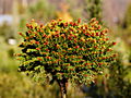 Picea abies Hasin IMG_1892 Świerk pospolity